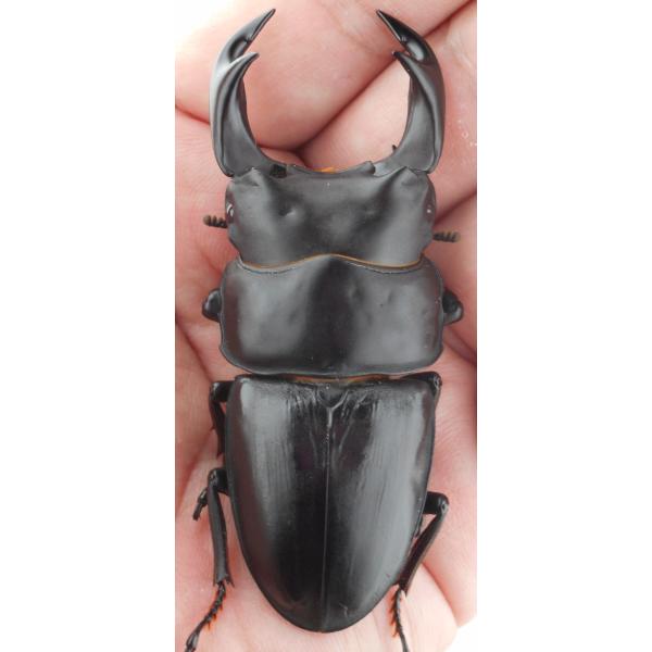 国産オオクワガタ・森田ゴールド・成虫ペア3-2（４）・♂７５.５ｍｍ・ＳＳ（ＧＧ８５ＳＰ秘蔵系統）