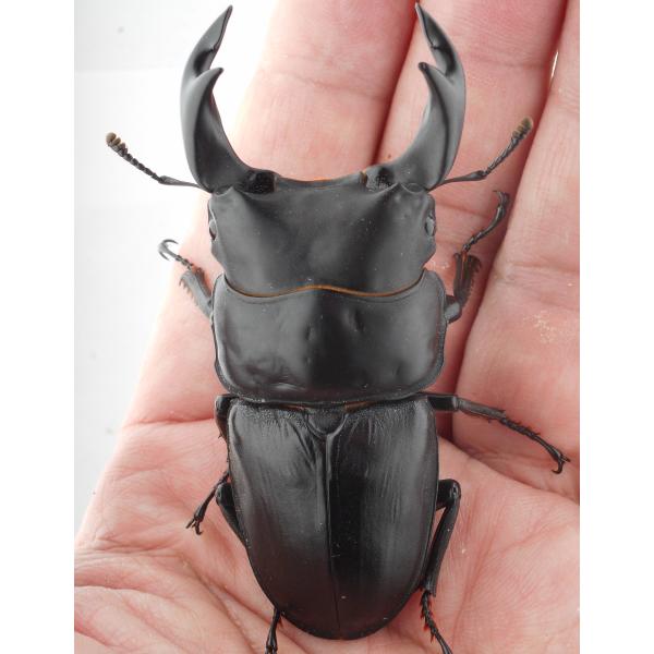 国産オオクワガタ・森田ゴールド・成虫ペア3-2（５）・♂７４.５ｍｍ・ＳＳ（ＧＧ８５ＳＰ秘蔵系統）