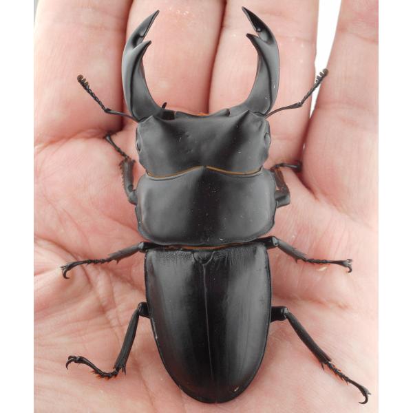 国産オオクワガタ・森田ゴールド・成虫ペア3-2（６）・♂７４.５ｍｍ・ＳＳ美（ＧＧ８５ＳＰ秘蔵系統）