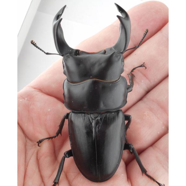 国産オオクワガタ・森田ゴールド・成虫ペア3-2（７）・♂７４.０ｍｍ・ＳＳ太（ＧＧ８５ＳＰ秘蔵系統）