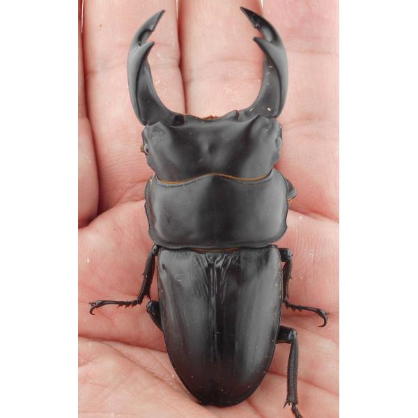 国産オオクワガタ・森田ゴールド・成虫ペア3-2（８）・♂７３.６ｍｍ（ＧＧ８５ＳＰ秘蔵系統）