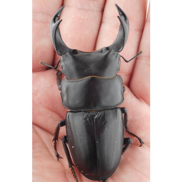 国産オオクワガタ・森田ゴールド・成虫ペア3-2（９）・♂７３.０ｍｍ・Ｓ（ＧＧ８５ＳＰ秘蔵系統）