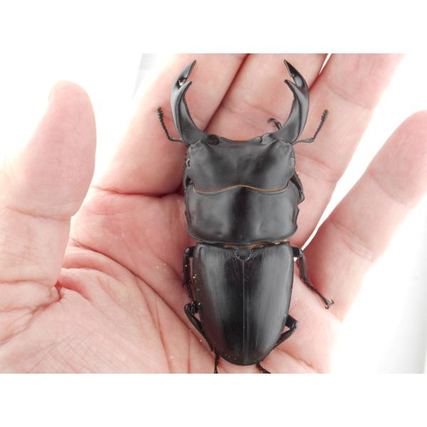 国産オオクワガタ・森田ゴールド・成虫ペア・♂７９.１ｍｍ・極太（ＧＧ８５ＳＰ・秘蔵系統）(3)