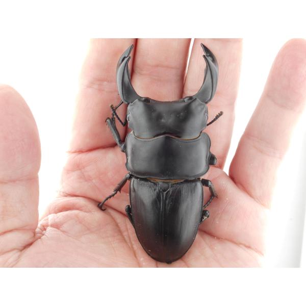 国産オオクワガタ・森田ゴールド・成虫ペア・♂７８.０ｍｍ展示レベル（ＧＧ８５ＳＰ・秘蔵系統）(4)