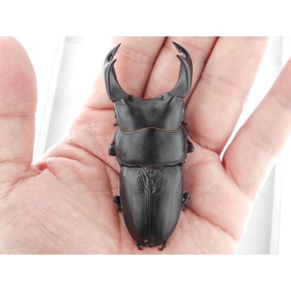 国産オオクワガタ・森田ゴールド・成虫ペア・♂７８.０ｍｍ・展示レベル（ＧＧ８５ＳＰ・秘蔵系統）(5)