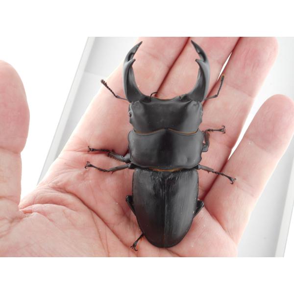 国産オオクワガタ・森田ゴールド・成虫ペア・♂７６.０ｍｍ（ＧＧ８５ＳＰ・秘蔵系統）(6)