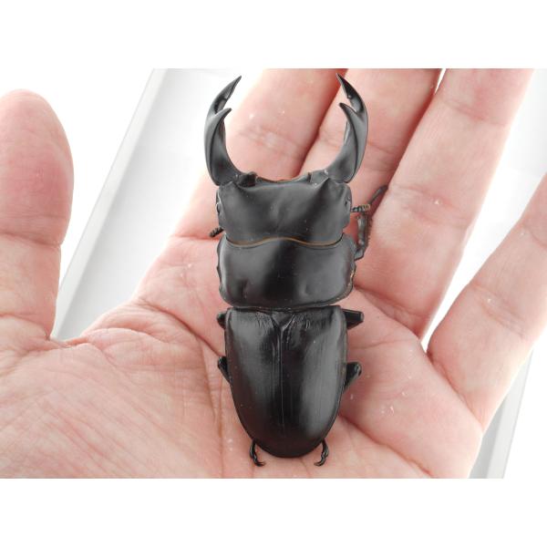 国産オオクワガタ・森田ゴールド・成虫ペア・♂７５.５ｍｍ・Ｓ（ＧＧ８５ＳＰ・秘蔵系統）(7)