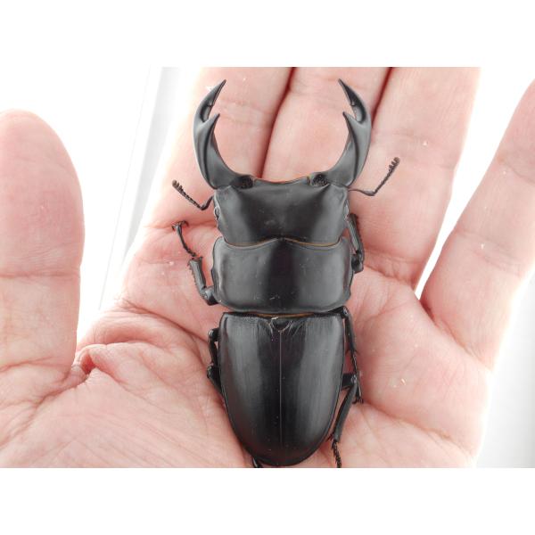 国産オオクワガタ・森田ゴールド・成虫ペア・♂７６.０ｍｍ・ＳＳ（ＧＧ８５ＳＰ・秘蔵系統）(8)