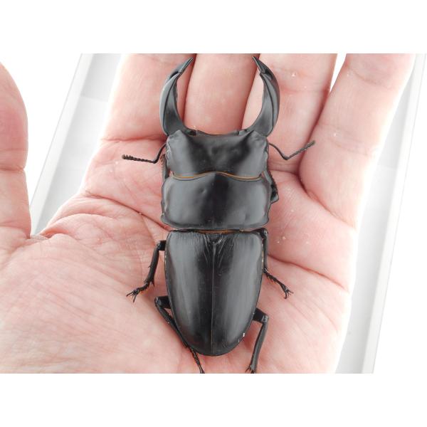 国産オオクワガタ・森田ゴールド・成虫ペア・♂７５.０ｍｍ・ＳＳ（ＧＧ８５ＳＰ・秘蔵系統）(9)