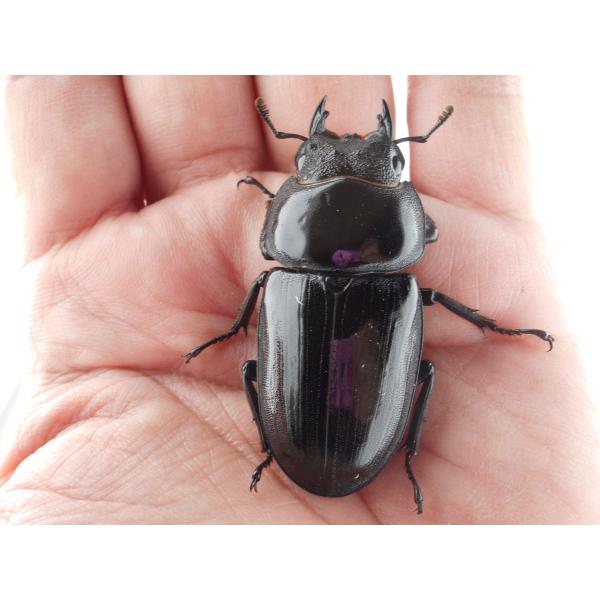 国産オオクワガタ・森田ゴールド・即ブリード可メス・５６.０ｍｍ（ＧＧ８６ＳＰ・秘蔵系統）