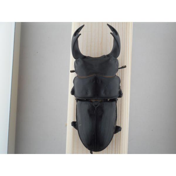 国産オオクワガタ・新成虫2022年春羽化ペア(10)・♂７３.５ｍｍ・A（Gゴールド８５ＳＰ・秘蔵系...