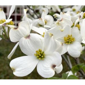 線香 微煙 花の旅 花みずき 中バラ 仏壇 お...の詳細画像2