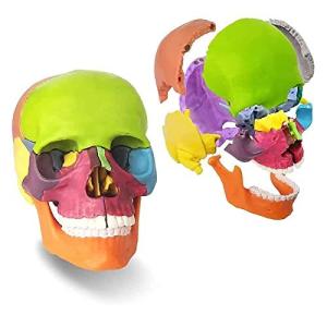 LSOAARRT 頭蓋骨 頭蓋骨模型 骸骨 模型 顎関節 歯模型 骨格 分解可能顎関節も再現 15個に分解可能 各部位配色 歯科耳鼻科眼科等に (カラ