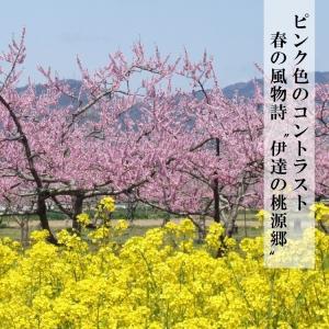 伊達の旬の桃 【2kg】5〜7玉 特秀品(贈答...の詳細画像1