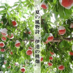 伊達の旬の桃 【2kg】5〜7玉 特秀品(贈答...の詳細画像3