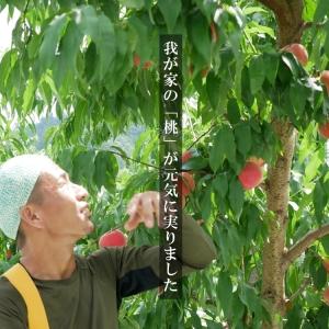 伊達の旬の桃 【2kg】5〜7玉 特秀品(贈答...の詳細画像4