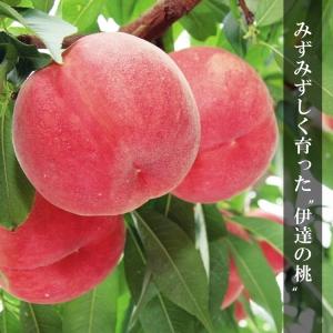 伊達の旬の桃 【2kg】5〜7玉 特秀品(贈答...の詳細画像5