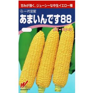 トウモロコシ（あまいんです88）