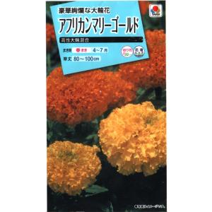 アフリカンマリーゴールド