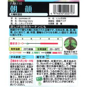 朝顔の詳細画像1