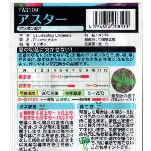 アスター ポンポン混合の詳細画像1
