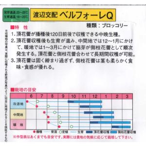 ブロッコリ(ベルフォーレQ)の詳細画像1