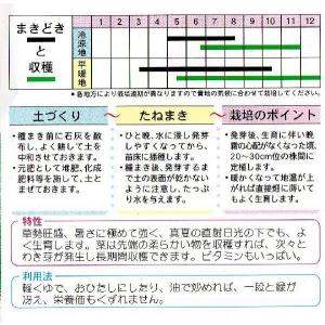エンツァイ(空心菜、アサガオナ)の詳細画像1