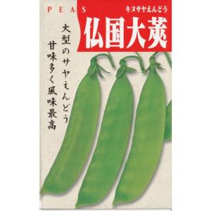 赤花絹莢豌豆（仏国大莢）
