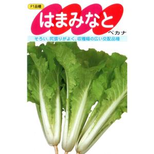 山東菜(はまみなとベカ菜)の商品画像