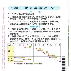 山東菜(はまみなとベカ菜)の詳細画像1