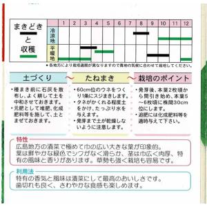 広島菜の詳細画像1