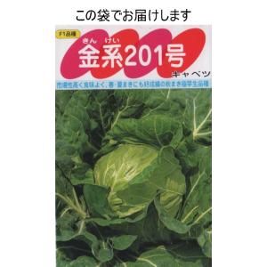 キャベツ(金系201号)の詳細画像2