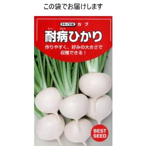 かぶ(耐病ひかりかぶ)の詳細画像2