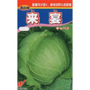 キャベツ（来宴）
