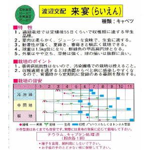 キャベツ(来宴)の詳細画像1