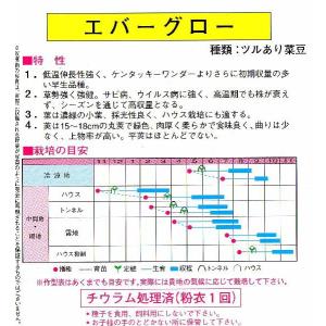 つるあり菜豆(エバーグロー)の詳細画像1