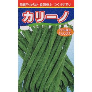 つるなし菜豆（カリーノ）｜midhostn