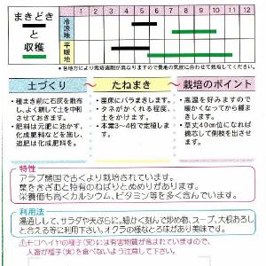 モロヘイヤの詳細画像1