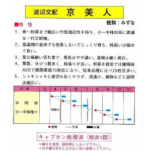 サラダ用水菜(京美人)の詳細画像1