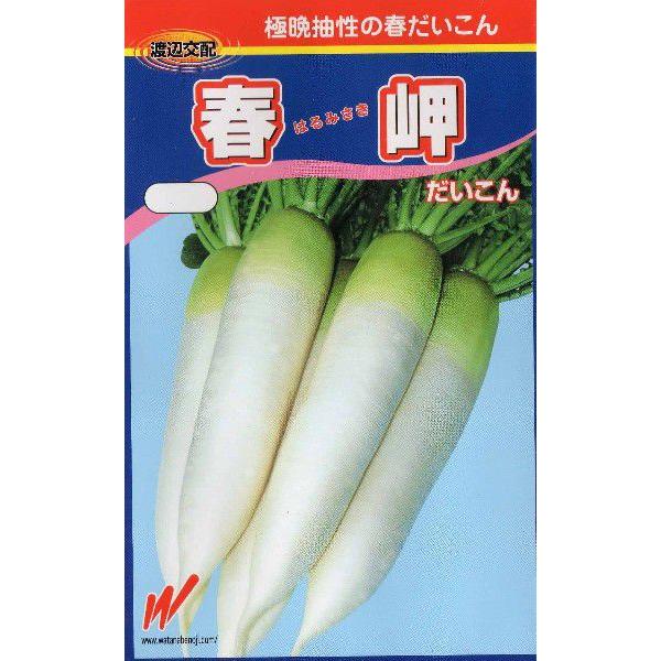 春の青首大根（春岬大根）