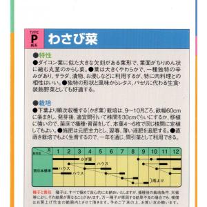 わさび菜の詳細画像1