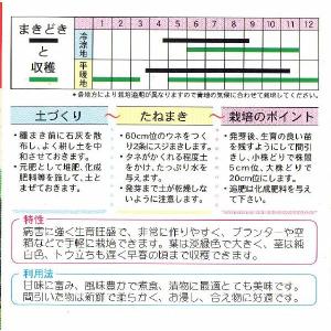 晩生大阪しろなの詳細画像1