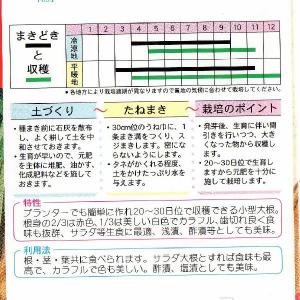廿日大根(フレンチブレックファースト)の詳細画像1