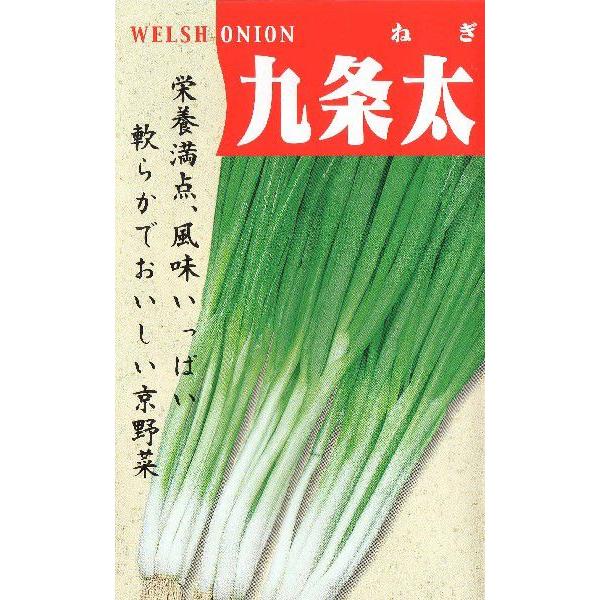 分けつ葱（九条太葱）