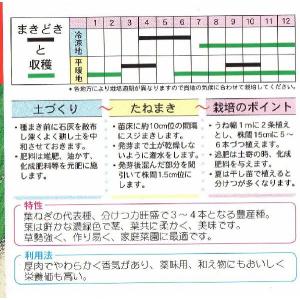 分けつ葱(九条太葱)の詳細画像1