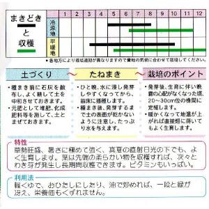 エンツァイ(空心菜、アサガオナ)の詳細画像1