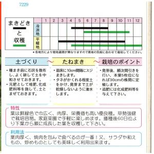チマサンチュ青葉種の詳細画像1