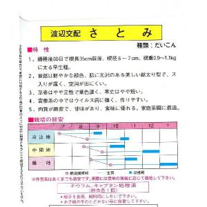 青首大根(さとみ)の詳細画像1