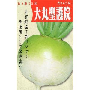 大丸聖護院大根