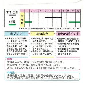 本紅金時人参の詳細画像1